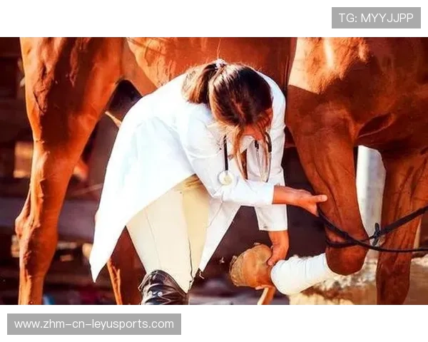 瑞士马术协会举办马匹护理培训班，提高骑手护理技能。，瑞典马术队
